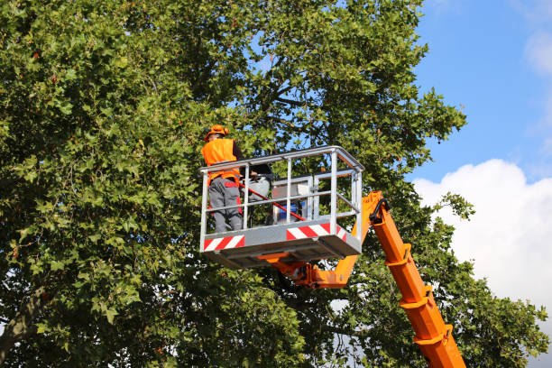 How Our Tree Care Process Works  in  Fox Farm College, WY